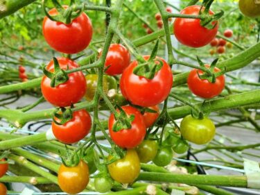 トマトはどれくらいで育つ？完熟トマトを収穫できるまでの過程を徹底レポート