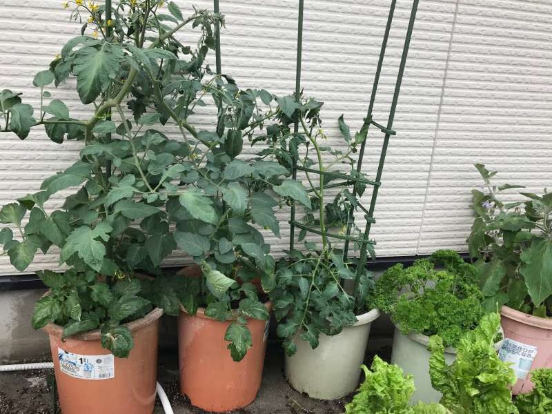 家庭菜園のトマトの増やし方成功