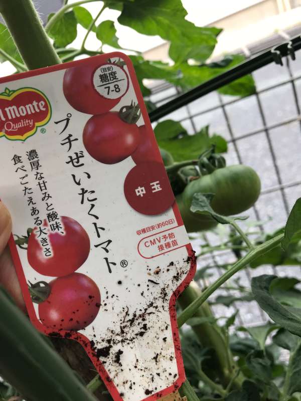 デルモンテプチぜいたくトマト家庭菜園で育成中