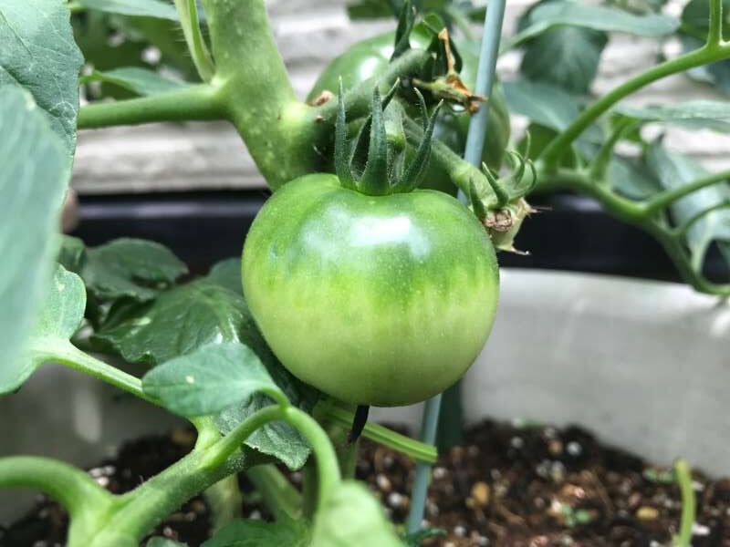 トマトの苗を支える